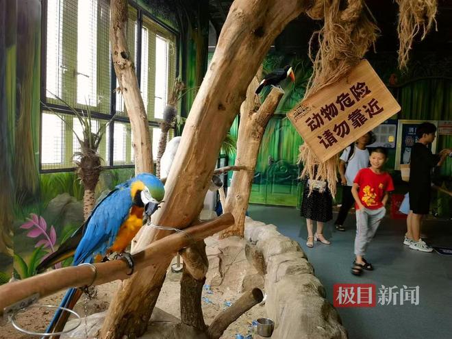 九游体育极目帮办|两只巨嘴鸟打架意外抓伤九旬老人极地海洋公园承诺赔偿3000元医疗费(图5)